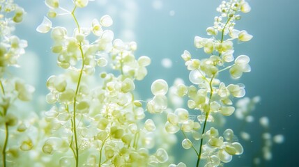 Wall Mural - Underwater close-up of delicate, pale green aquatic plants with bubbles.