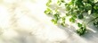 © Rizvan - Fresh coriander leaves on white marble surface illuminated by sunlight with ample space for creative text placement