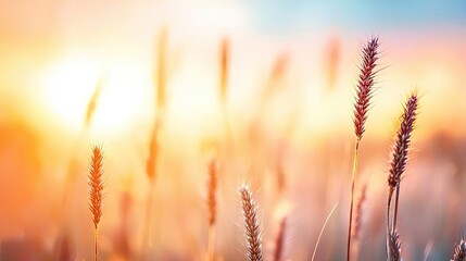 Canvas Print - Blurred abstract background idea. Golden wheat swaying gently in the breeze during a vibrant sunset.