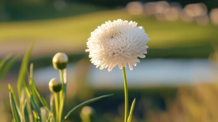 Aufkleber - Blurred close-up of a delicate white aster flower with green foliage against a soft background of nature's colors and light.