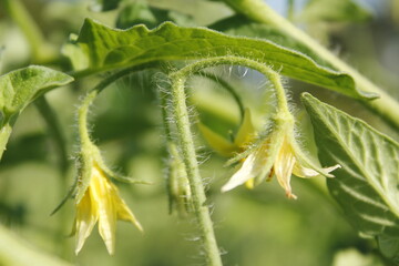 The group of green tomatoes are ready for harvesting 
