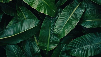 Poster - Banana Leaves in Soft Light Emphasizing Greenery and Minimalist Nature Aesthetic