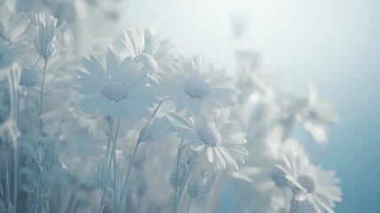 Poster - Elegant close-up of delicate white daisy flowers in soft focus creating a tranquil and serene floral atmosphere for various themes.
