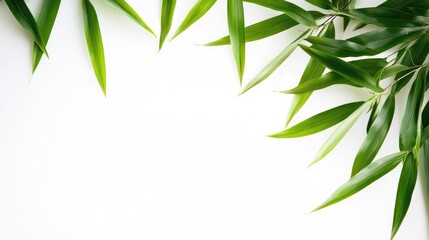 Poster - Bamboo leaves on white background creating a natural frame for text and design elements in various creative projects