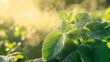 © Liang - A vibrant green plant under bright sunlight, with visible vapor rising from the leaves, symbolizing the natural transpiration process in action.