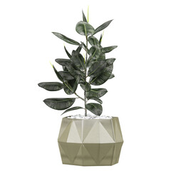 Wall Mural - 3d Rendering Of Ficus Elastica plant in ceramics & marble pots isolated on transparent Canvas