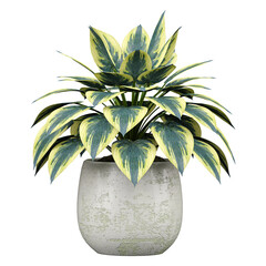 Wall Mural - collection of Plantain lilies plant in planter with realistic style