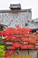 Wall Mural - 妙満寺の紅葉