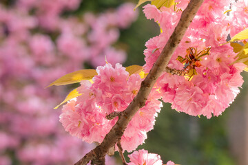 Wall Mural - cherry blossom in spring. decorative tree. sunny morning. blurred sakura garden background. beautiful nature