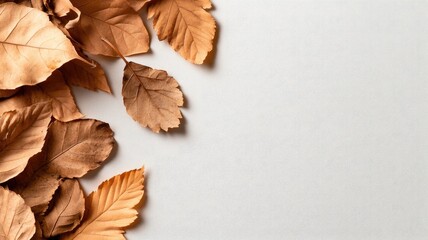 Wall Mural - brown autumn leaves on light background, minimalistic seasonal decor