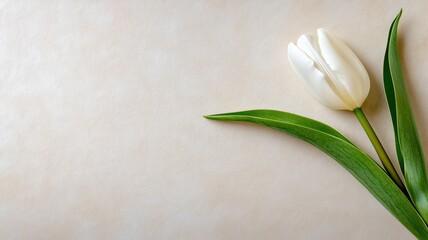 Wall Mural - single white tulip with green leaves on light background