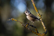 © ADDICTIVE STOCK - Crested tit perched on lichen-covered branch in forest view
