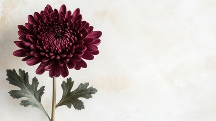 A vibrant bouquet of pink chrysanthemums blooms with delicate petals, showcasing the beauty of nature's floral artistry