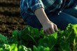 © NataliPro - A close-up of a hand picking fresh greens in a garden.
