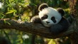 © RIVALDI - Adorable baby panda sleeping peacefully on a tree branch in a bamboo forest.