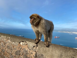 Barbary macaque on the Rock of Gibraltar