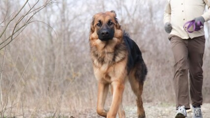 Wall Mural - Long-haired German shepherd running with owner , slow motion