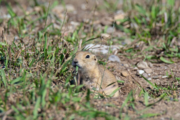 prairie dog eating grass