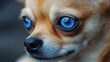 © LK - Dog with Blue Eyes Close-Up
