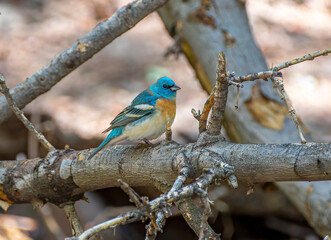 Wall Mural - Lazuli Bunting