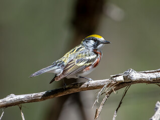 Wall Mural - Chestnut-sided Warbler