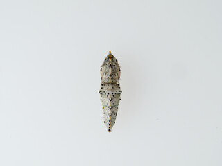 Wall Mural - Cabbage White Butterfly Chrysalis in a white background. Pieris genus. 