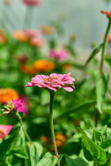 Wall Mural - Close-up of a vibrant pink zinnia flower in a garden