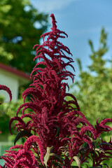 Wall Mural - Close-up of vibrant amaranth flowers in full bloom