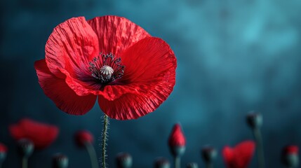 Poster - Red poppy flower with blue background.