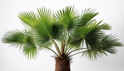 palm tree isolated on white