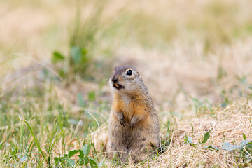 Wall Mural - Gopher stands in the grass on a summer day