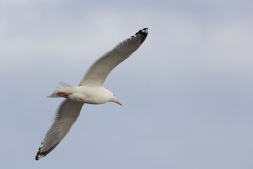 Wall Mural - Close-up of a seagull flying in the sky