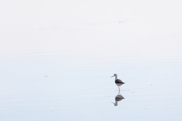 Wall Mural - Black-winged Stilt (Himantopus hymantopus) close up