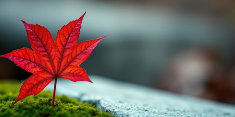 A vibrant red autumn leaf perched atop a bed of lush green moss, rests gently on a textured stone surface.