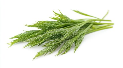 Wall Mural - Fresh Green Sprigs of Herbs with Dew Drops on Light Background