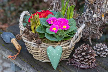 Wall Mural - Primeln und Frühblüher im Korb im Garten