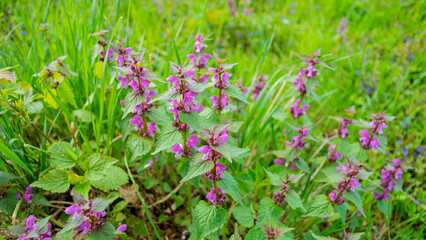 Wall Mural - Purple deadnettle flowers among green grass.