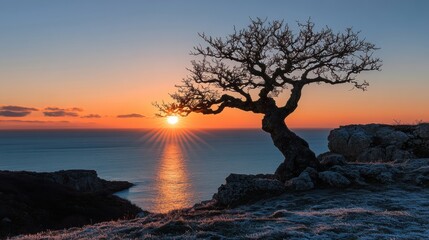 Wall Mural - Sunset over Ocean with Silhouetted Tree Against Colorful Sky