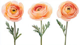 Watercolor set of peach ranunculus flowers isolated on white background