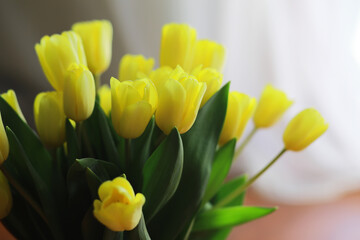 Wall Mural - Bright Yellow Tulips in Bloom with Soft Background Lighting