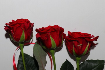 Wall Mural - Red and white roses isolated on white background. Festive bouquet of fragrant roses. Gift for your beloved girl. Flowers that embody love