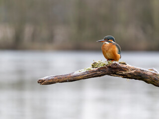 Wall Mural - Kingfisher, Alcedo atthis