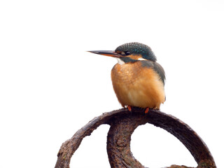 Wall Mural - Kingfisher, Alcedo atthis