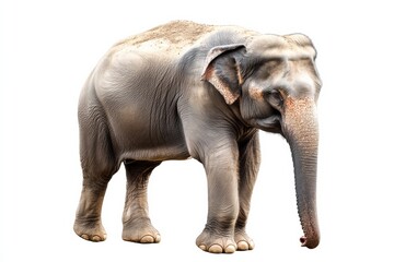 Aufkleber - Realistic illustration of a majestic elephant walking gracefully on a white background in a serene environment. Generative AI