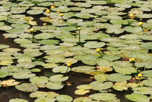 Yellow Flowers In The Pond Free Stock Photo - Public Domain Pictures