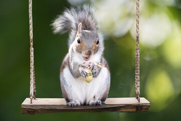 Portrait of a cute grey squirrel eating hazelnuts on a swing