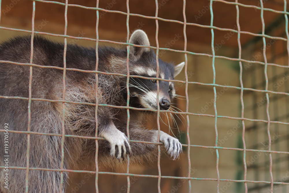 Raccoon in a cage. Life of animals in captivity. Raccoon in a zoo ...