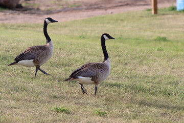 canadian goose