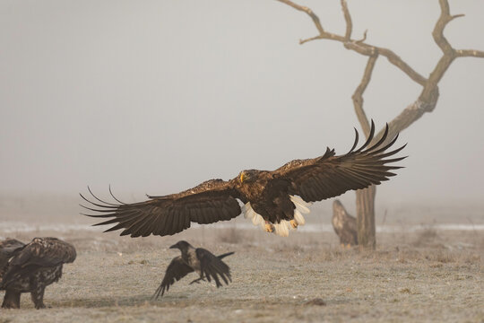 an adult white tailed eagle landing