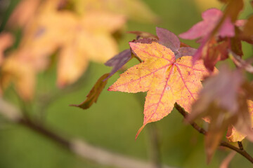 Japanese maple (acer palmatum) leaves in autumn